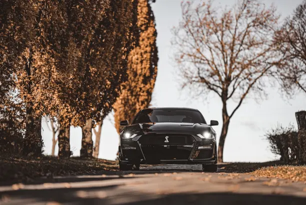 Casino Lion Wins Aplicación Android/iOS